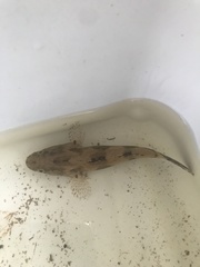 Oxyeleotris marmorata