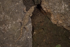 Gekko japonicus