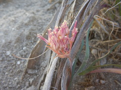 Allium anceps