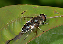 Eristalis saxorum
