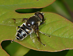 Eristalis saxorum