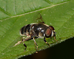 Eristalis saxorum