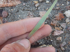 Allium anceps