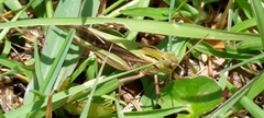 Locusta migratoria