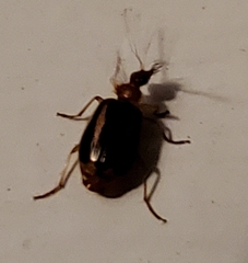 Lebia solea