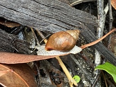 Bothriembryon brazieri