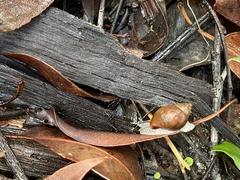 Bothriembryon brazieri