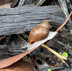 Bothriembryon brazieri