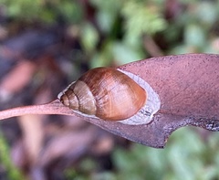 Bothriembryon brazieri