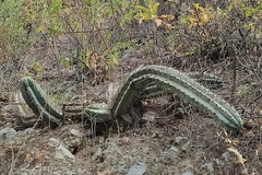 Trichocereus macrogonus peruvianus