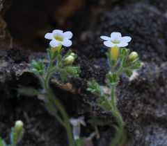 Phacelia perityloides