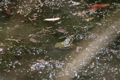 Lithobates chiricahuensis