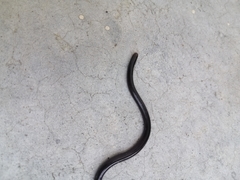 Indotyphlops braminus