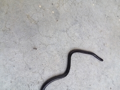 Indotyphlops braminus