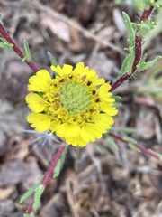 Holocarpha macradenia