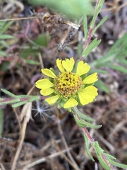 Holocarpha macradenia