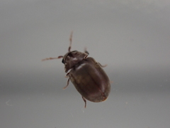 Mesocoelopodinae