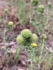 Holocarpha macradenia