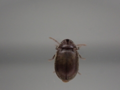 Mesocoelopodinae