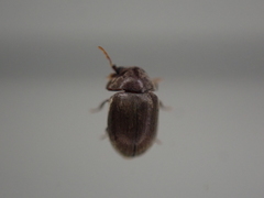 Mesocoelopodinae