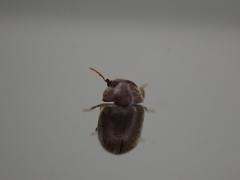 Mesocoelopodinae