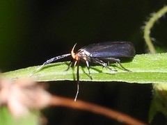 Dichomeris nonstrigella