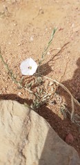 Convolvulus ammannii