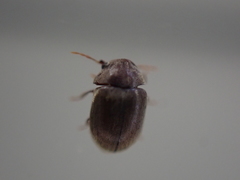 Mesocoelopodinae