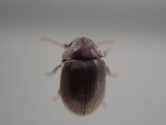 Mesocoelopodinae