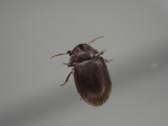 Mesocoelopodinae