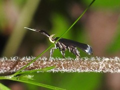 Dichomeris nonstrigella