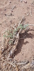 Artemisia xerophytica