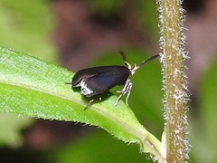 Dichomeris nonstrigella