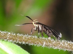 Dichomeris nonstrigella