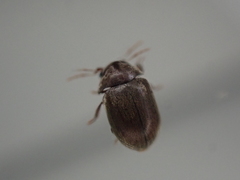 Mesocoelopodinae