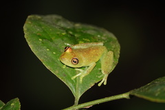 Boana cinerascens