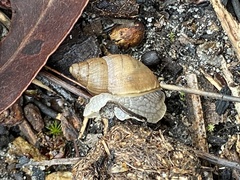 Bothriembryon brazieri