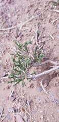 Anabasis brevifolia