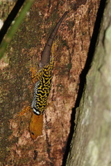 Gonatodes concinnatus