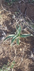 Takhtajaniantha austriaca