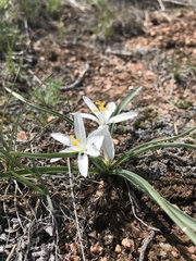 Leucocrinum montanum