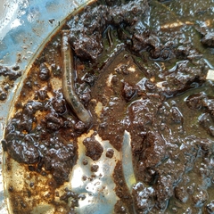 Pselliophora hoppo