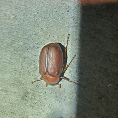 Phyllophaga crassissima