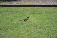 Turdus migratorius propinquus