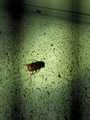 Eucanthus lazarus
