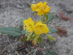Chylismia claviformis cruciformis