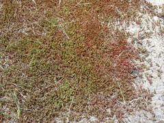 Salicornia rubra
