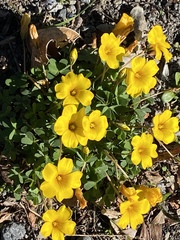 Oxalis perdicaria