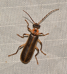 Podabrus basillaris