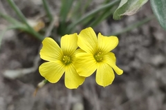 Oxalis megalorrhiza